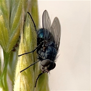 Calliphoridae (family) at Casey, ACT - 5 Nov 2024