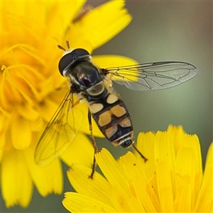 Simosyrphus grandicornis at Casey, ACT - 5 Nov 2024