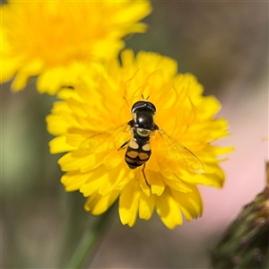 Simosyrphus grandicornis at Casey, ACT - 5 Nov 2024