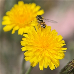 Simosyrphus grandicornis at Casey, ACT - 5 Nov 2024