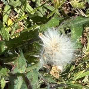 Sonchus oleraceus at Casey, ACT - 5 Nov 2024 01:12 PM