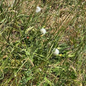 Sonchus oleraceus at Casey, ACT - 5 Nov 2024 01:12 PM