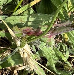 Sonchus oleraceus at Casey, ACT - 5 Nov 2024 01:12 PM