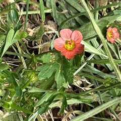 Modiola caroliniana (Red-flowered Mallow) at Casey, ACT - 5 Nov 2024 by Hejor1