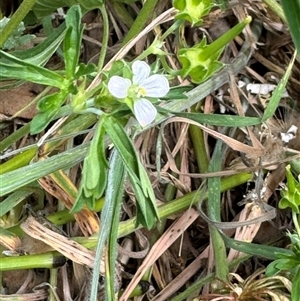 Geranium sp. Narrow lobes (G.S.Lorimer 1771) Vic. Herbarium at Casey, ACT - 5 Nov 2024