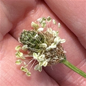 Plantago lanceolata at Casey, ACT - 5 Nov 2024 01:13 PM