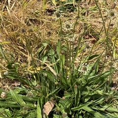 Plantago lanceolata at Casey, ACT - 5 Nov 2024