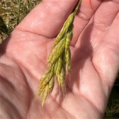 Bromus hordeaceus (A Soft Brome) at Casey, ACT - 5 Nov 2024 by Hejor1