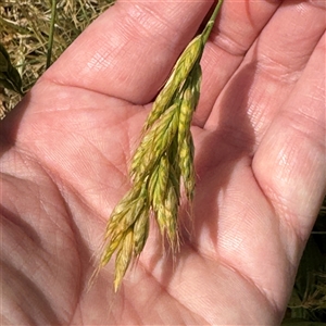 Bromus hordeaceus at Casey, ACT - 5 Nov 2024