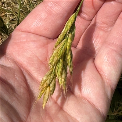 Bromus hordeaceus (A Soft Brome) at Casey, ACT - 5 Nov 2024 by Hejor1