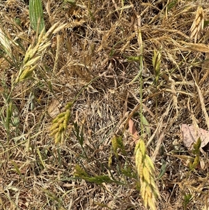 Bromus hordeaceus at Casey, ACT - 5 Nov 2024