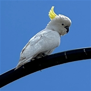 Cacatua galerita at Casey, ACT - 5 Nov 2024