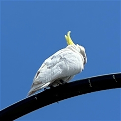 Cacatua galerita at Casey, ACT - 5 Nov 2024