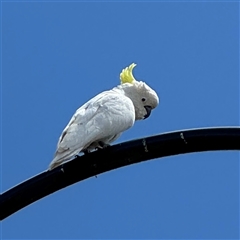 Cacatua galerita at Casey, ACT - 5 Nov 2024