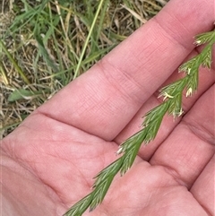 Lolium perenne (Perennial Ryegrass) at Casey, ACT - 5 Nov 2024 by Hejor1