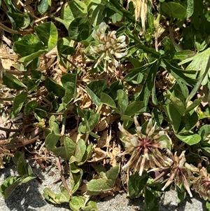 Trifolium repens at Casey, ACT - 5 Nov 2024 01:15 PM