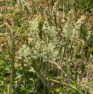 Holcus lanatus at Casey, ACT - 5 Nov 2024