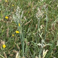 Holcus lanatus at Casey, ACT - 5 Nov 2024