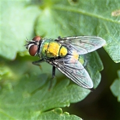 Lucilia cuprina (Australian sheep blowfly) at Casey, ACT - 5 Nov 2024 by Hejor1