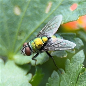 Lucilia cuprina at Casey, ACT - 5 Nov 2024