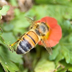 Apis mellifera (European honey bee) at Casey, ACT - 5 Nov 2024 by Hejor1