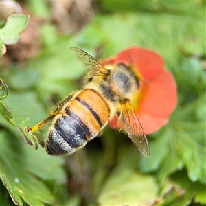 Apis mellifera at Casey, ACT - 5 Nov 2024