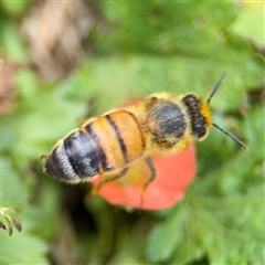 Apis mellifera at Casey, ACT - 5 Nov 2024