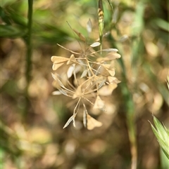 Capsella bursa-pastoris (Shepherd's Purse) at Casey, ACT - 5 Nov 2024 by Hejor1