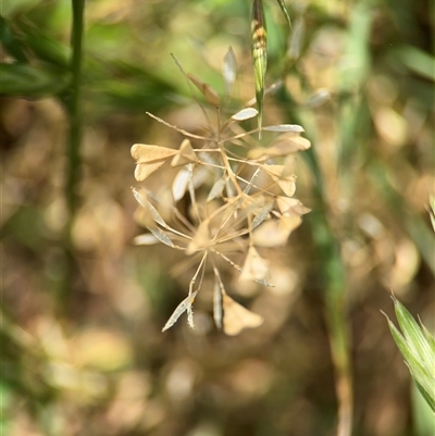 Capsella bursa-pastoris (Shepherd's Purse) at Casey, ACT - 5 Nov 2024 by Hejor1