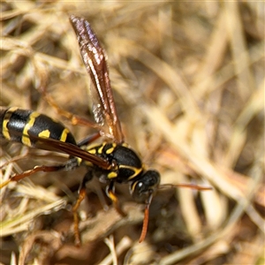 Polistes (Polistes) chinensis at Casey, ACT - 5 Nov 2024 01:24 PM