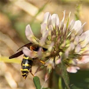 Polistes (Polistes) chinensis at Casey, ACT - 5 Nov 2024 01:24 PM