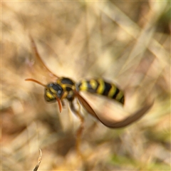 Polistes (Polistes) chinensis at Casey, ACT - 5 Nov 2024 01:24 PM