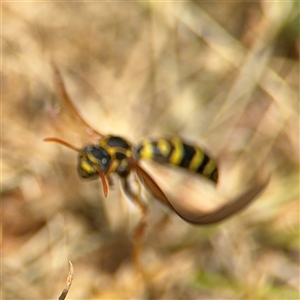 Polistes (Polistes) chinensis at Casey, ACT - 5 Nov 2024