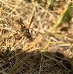 Polistes (Polistes) chinensis at Casey, ACT - 5 Nov 2024