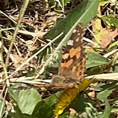 Vanessa kershawi (Australian Painted Lady) at Casey, ACT - 5 Nov 2024 by Hejor1