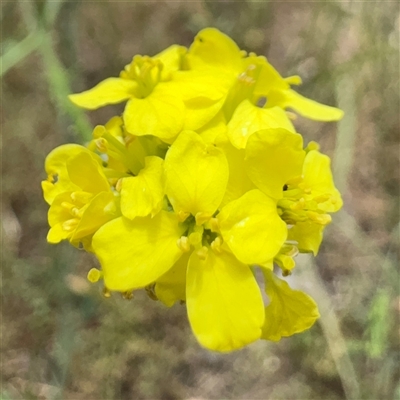 Hirschfeldia incana (Buchan Weed) at Casey, ACT - 5 Nov 2024 by Hejor1