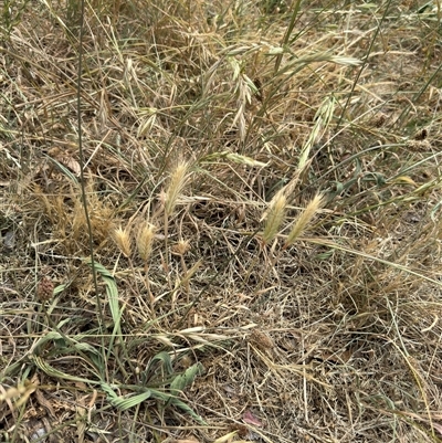 Hordeum (genus) (A Barley Grass) at Casey, ACT - 5 Nov 2024 by Hejor1