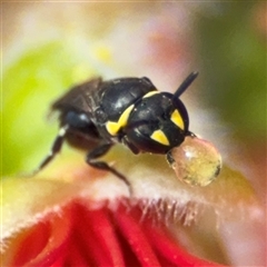 Hylaeus (Gnathoprosopis) amiculiformis (A masked bee) at Casey, ACT - 5 Nov 2024 by Hejor1