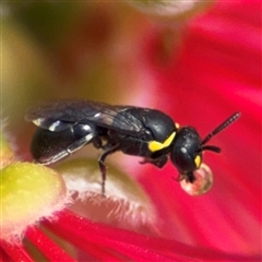 Hylaeus (Gnathoprosopis) amiculiformis at Casey, ACT - 5 Nov 2024 01:33 PM