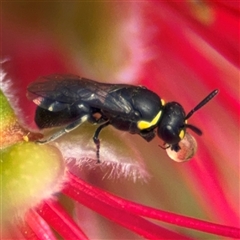 Hylaeus (Gnathoprosopis) amiculiformis at Casey, ACT - 5 Nov 2024