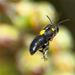 Hylaeus (Gnathoprosopis) amiculiformis at Casey, ACT - 5 Nov 2024 01:33 PM