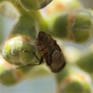 Stomorhina discolor at Casey, ACT - 5 Nov 2024