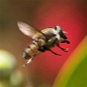 Stomorhina discolor at Casey, ACT - 5 Nov 2024