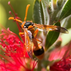 Delta bicinctum at Casey, ACT - 5 Nov 2024