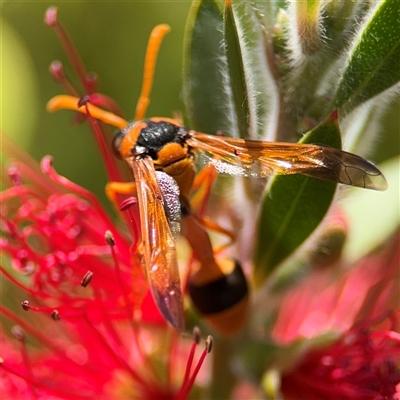 Delta bicinctum (Potter wasp) at Casey, ACT - 5 Nov 2024 by Hejor1