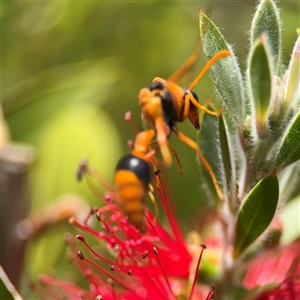 Delta bicinctum at Casey, ACT - 5 Nov 2024