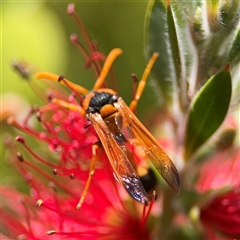 Delta bicinctum at Casey, ACT - 5 Nov 2024