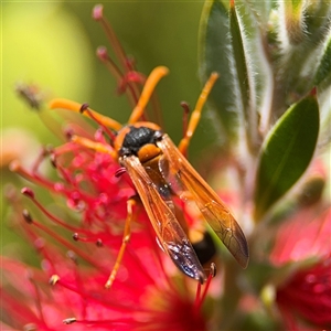 Delta bicinctum at Casey, ACT - 5 Nov 2024