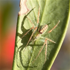 Araneus talipedatus (Slender green orb-weaver) at Casey, ACT - 5 Nov 2024 by Hejor1