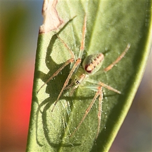 Araneus talipedatus at Casey, ACT - 5 Nov 2024